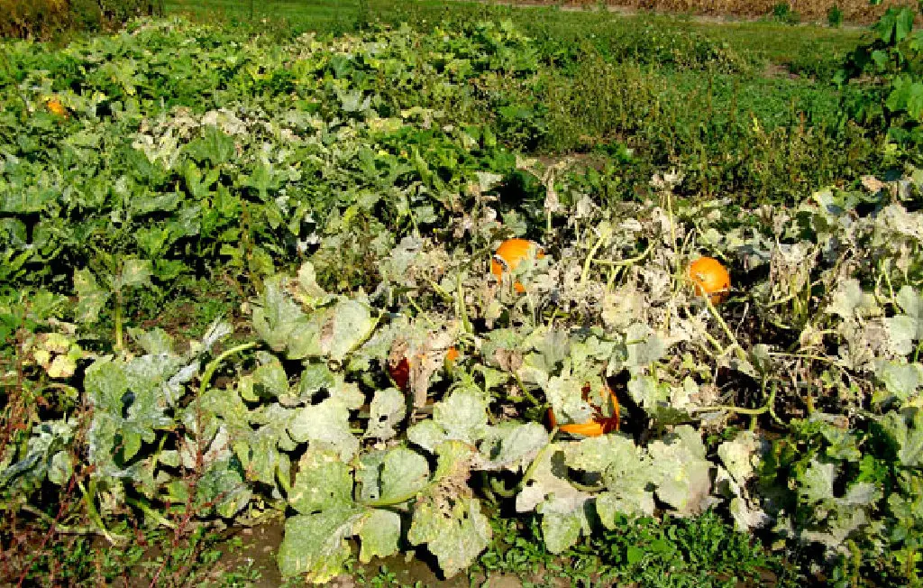 cantaloupe leaves turning yellow