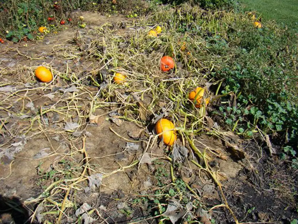 cantaloupe leaves wilting cold temperature