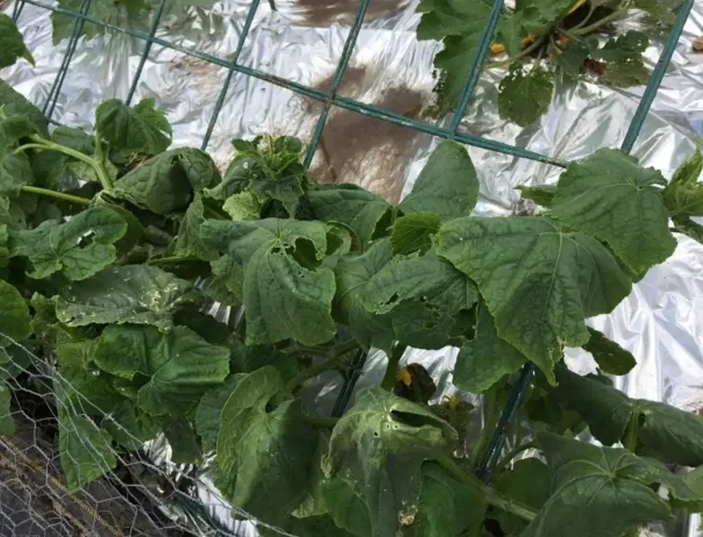 cantaloupe leaves wilting drooping