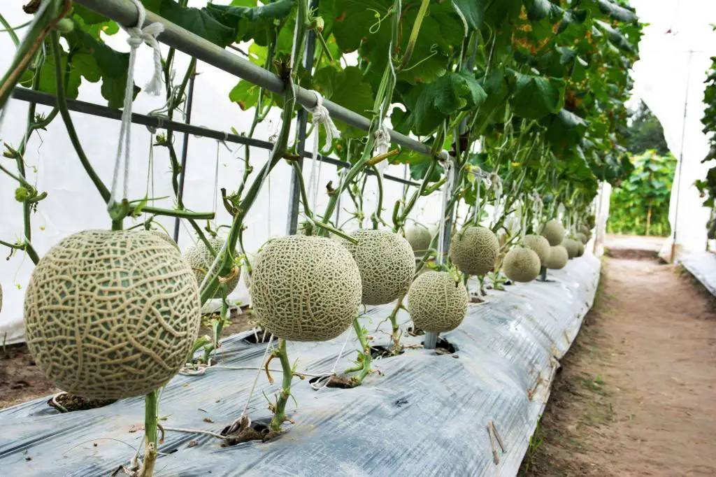 cantaloupe raised beds