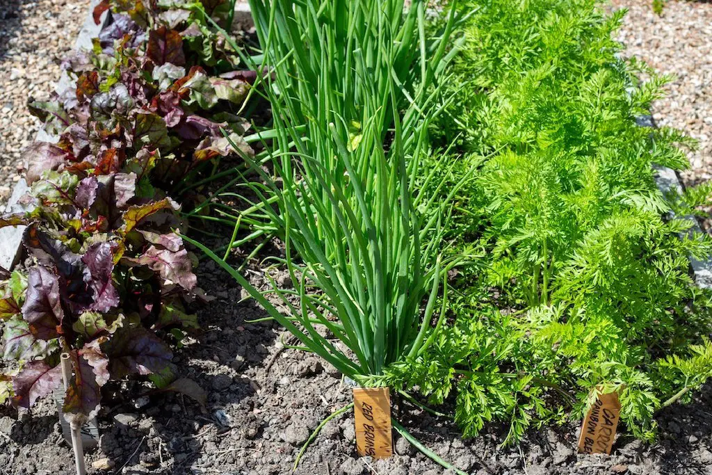 Image of Chives and carrots growing well together