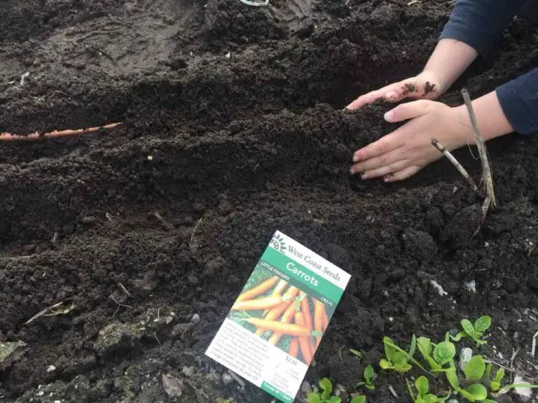 When to Plant Carrots Outdoor? Should I Start Planting Seed Indoors?
