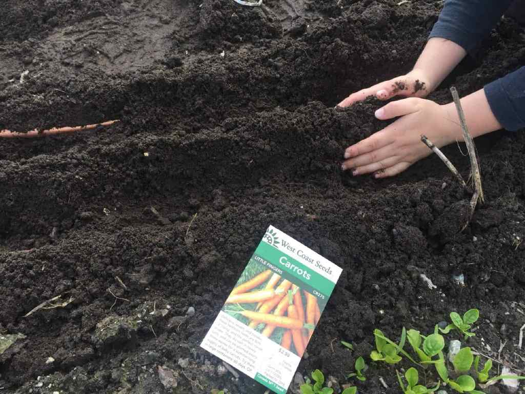 carrots germination