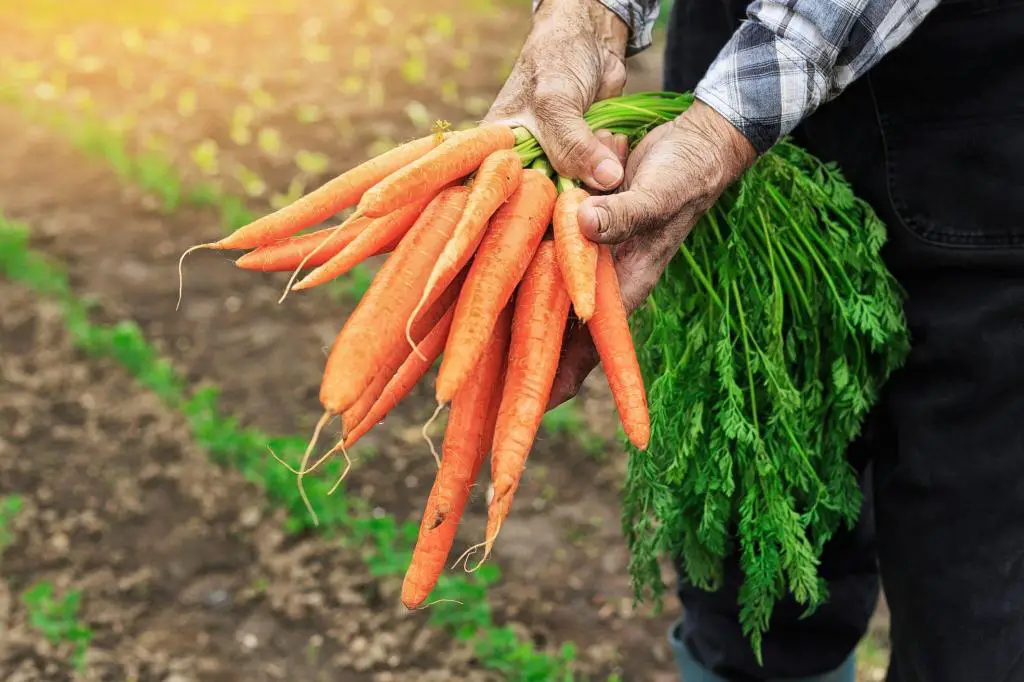 carrots harvest