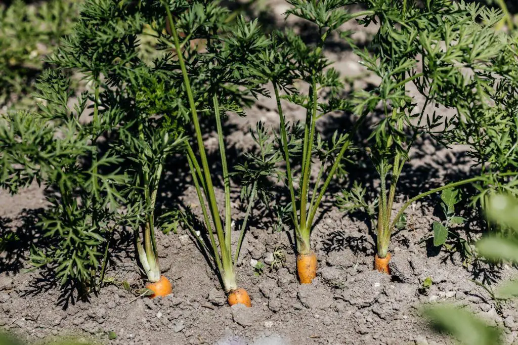 carrots plants spacing