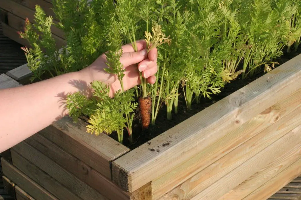 carrots raised bed