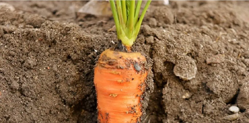 dug out carrot