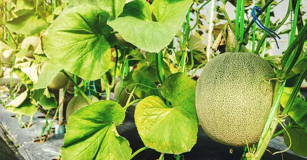 growing cantaloupe fruit leaves