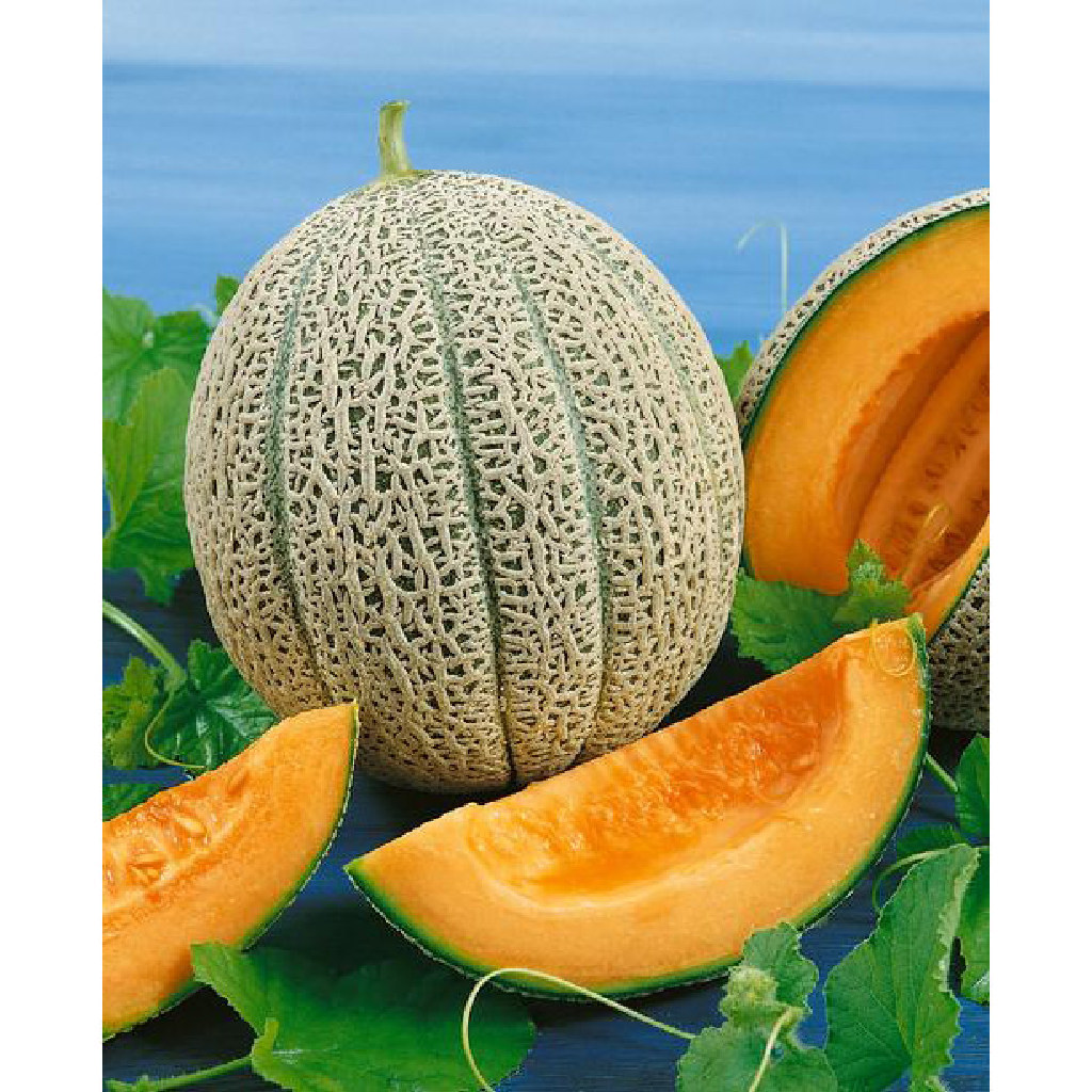 Different Types and Varieties of Cantaloupes (With Names and Pictures