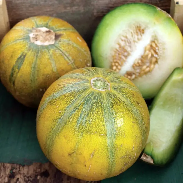 Can You Eat Unripe Cantaloupe? Is It Bad and Can Make You Sick?