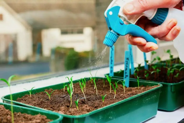 plants germination indoors