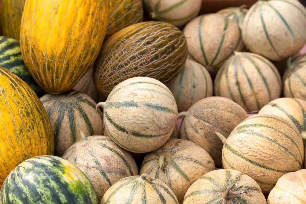 cantaloupes types varieties