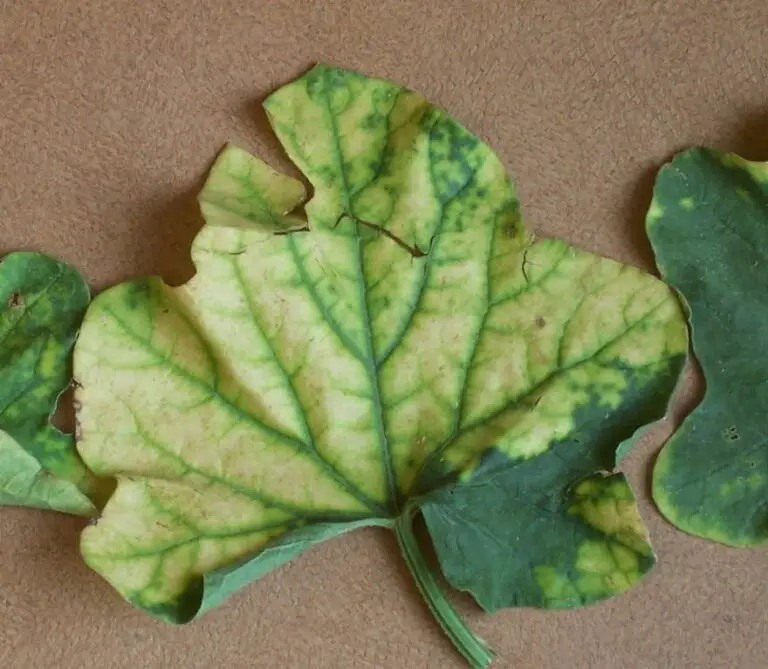 Cantaloupe Leaves Turning Yellow Here’s Why and How to Fix Them
