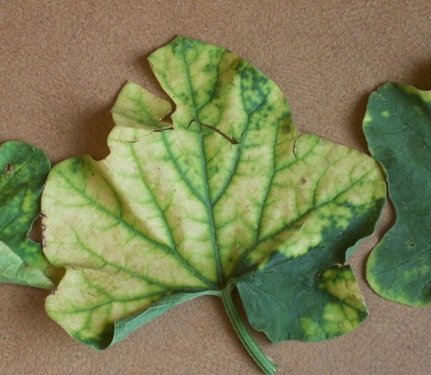 yellow cantaloupe leaves