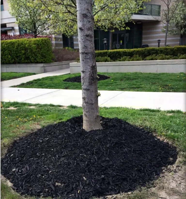 Can You Use Black Mulch Around Trees? Good or Bad?