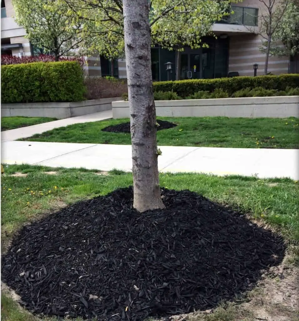 black mulch around tree