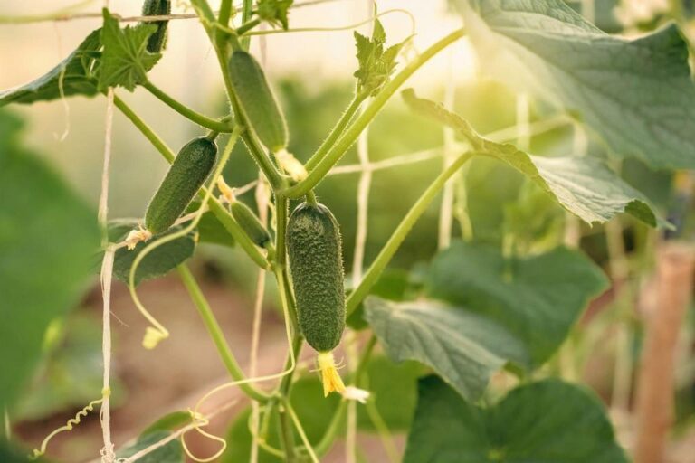 Do Cucumbers Grow Back Every Year? Exploring the Lifespan of Cucumbers
