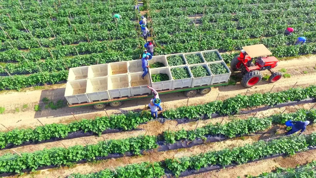 cucumber harvest on farming