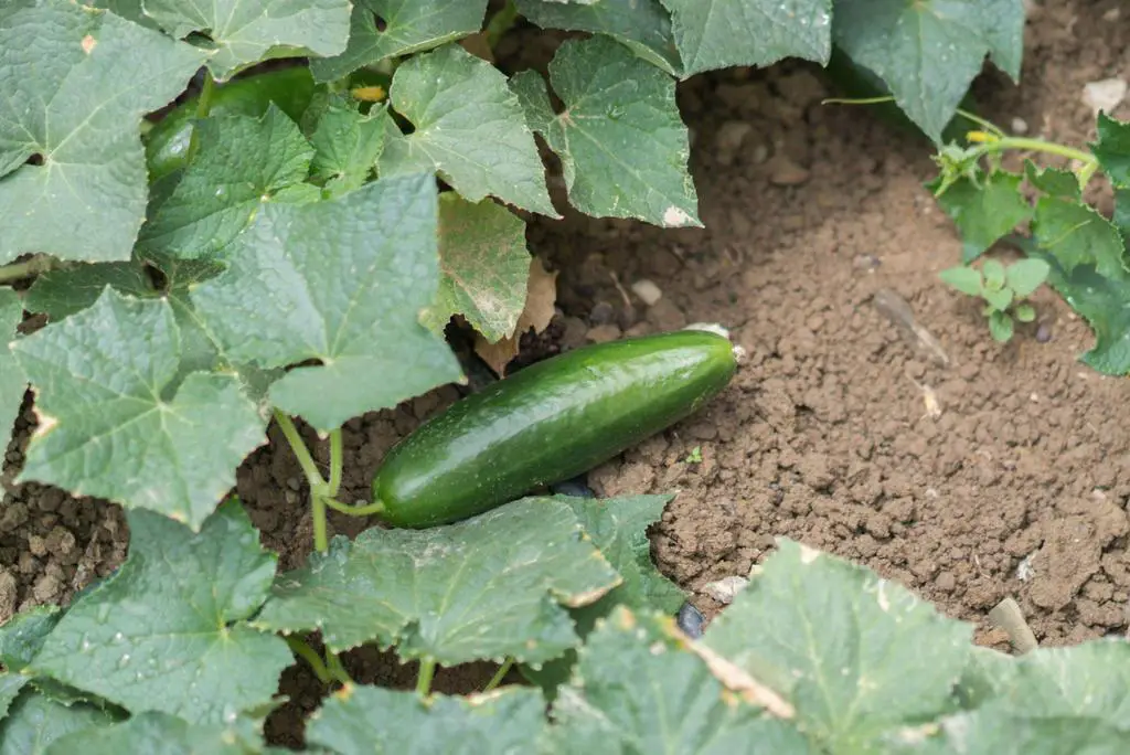 cucumber on soil