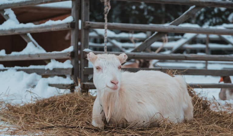 My Goat Can’t Stand but Eats and Drinks Normally: What to Do?