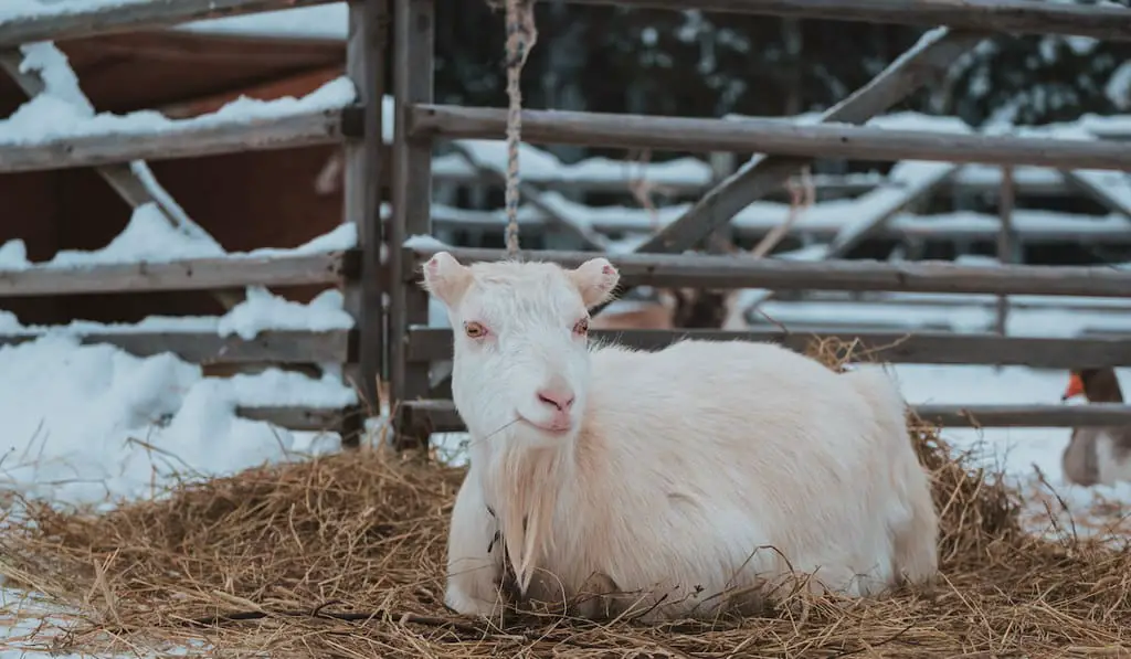 goat can’t stand