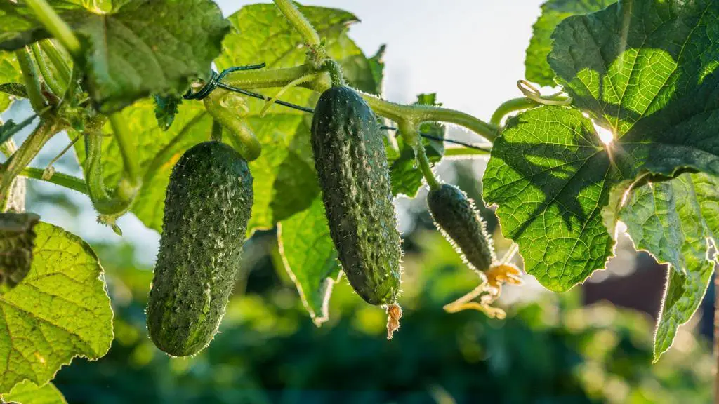 growing cucumber