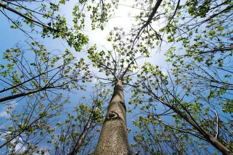 paulownia tree