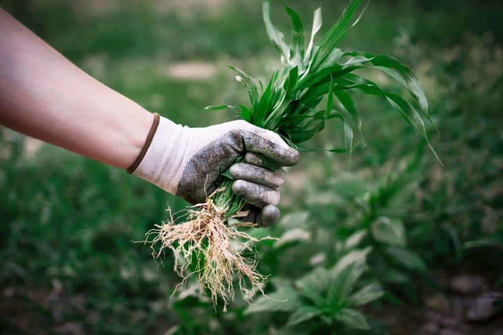 pull weeds