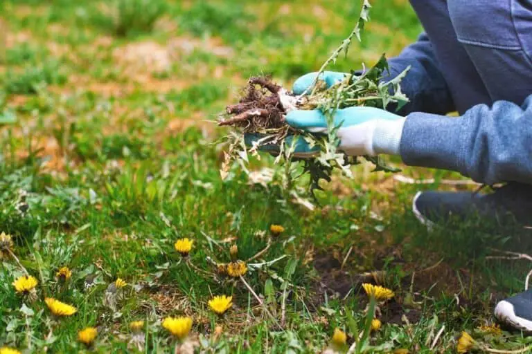 Do I Need To Remove Dead Weeds Before Seeding? Seed Your Garden Right