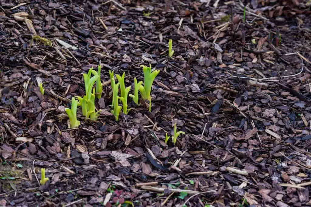 Will Flower Seeds Grow Through Mulch? Impact of Mulch On Plant Growth