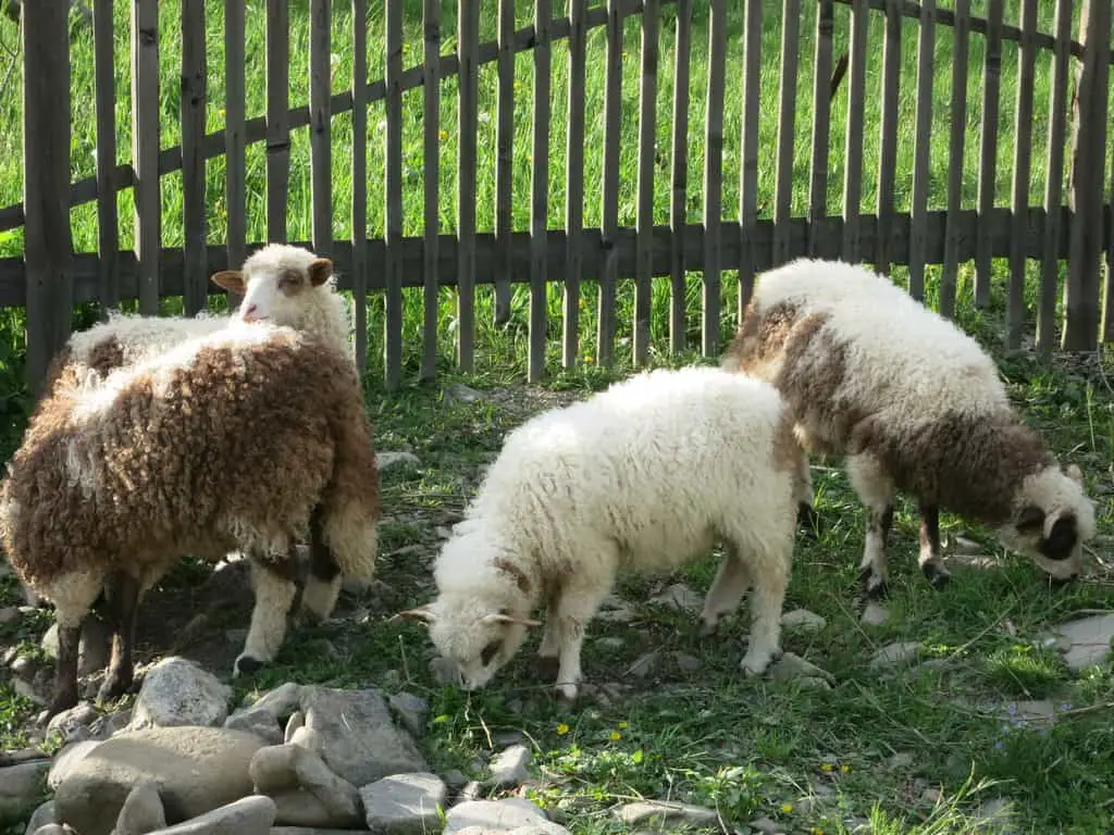 small sheep breeds