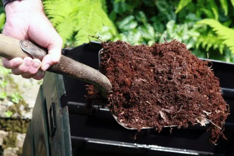 Do You Put Mulch on Top of Soil? Reasons to Do So