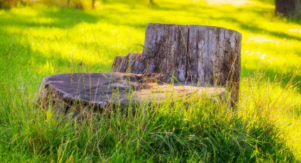 tree stump