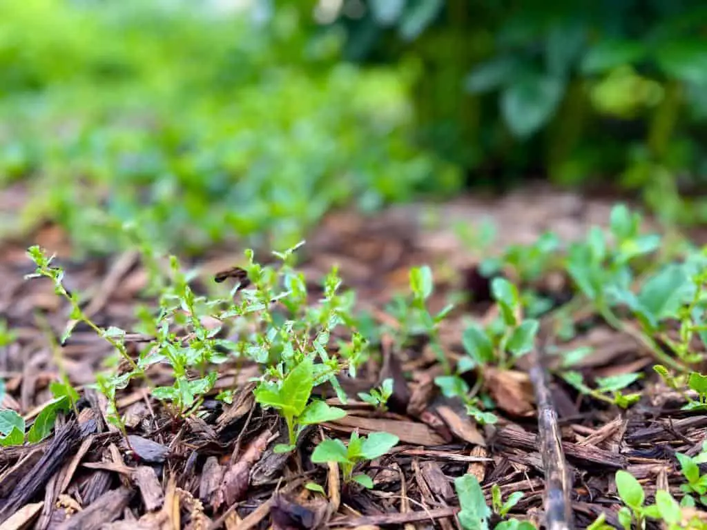 weeds as mulch