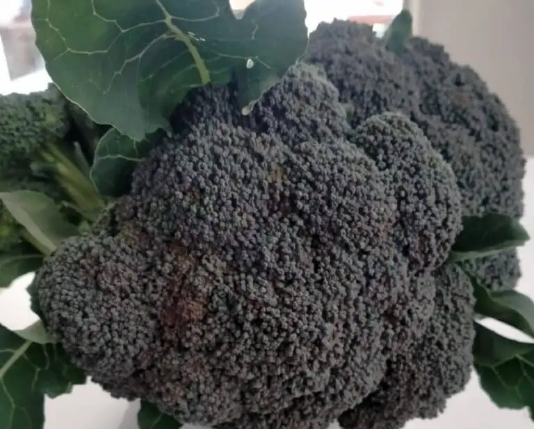 Different Types & Varieties of Broccoli (With Names and Pictures