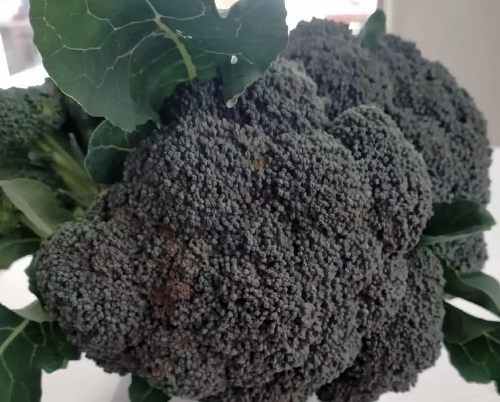 amadeus broccoli