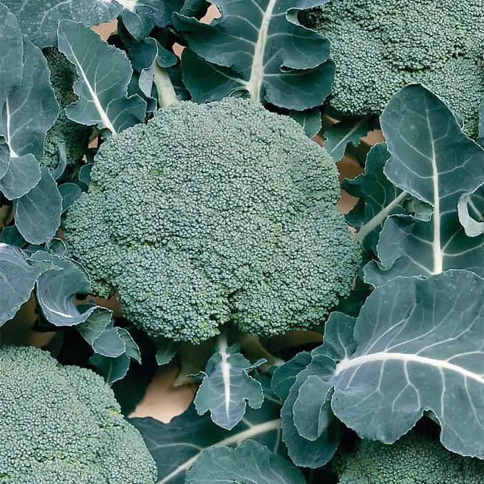 Broccoli Growing Stages (with Pictures): Plant Life Cycle & Timeline