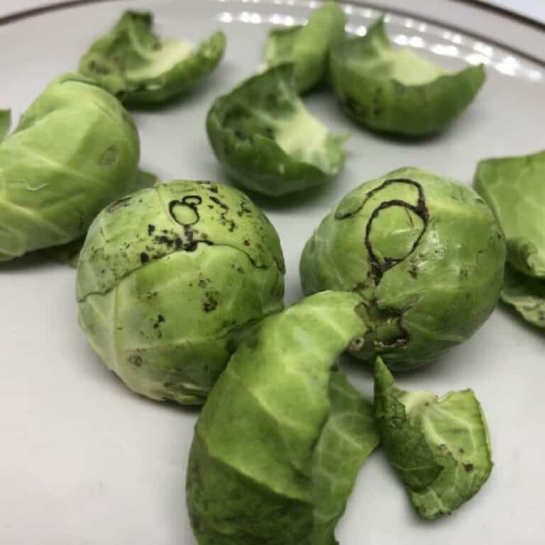 Are Black Spots on Brussels Sprouts Safe to Eat? The Answer May Surprise You