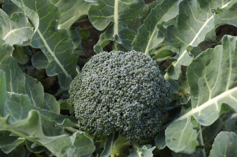 Does Broccoli Grow in the Ground or Underground? Demystifying Broccoli