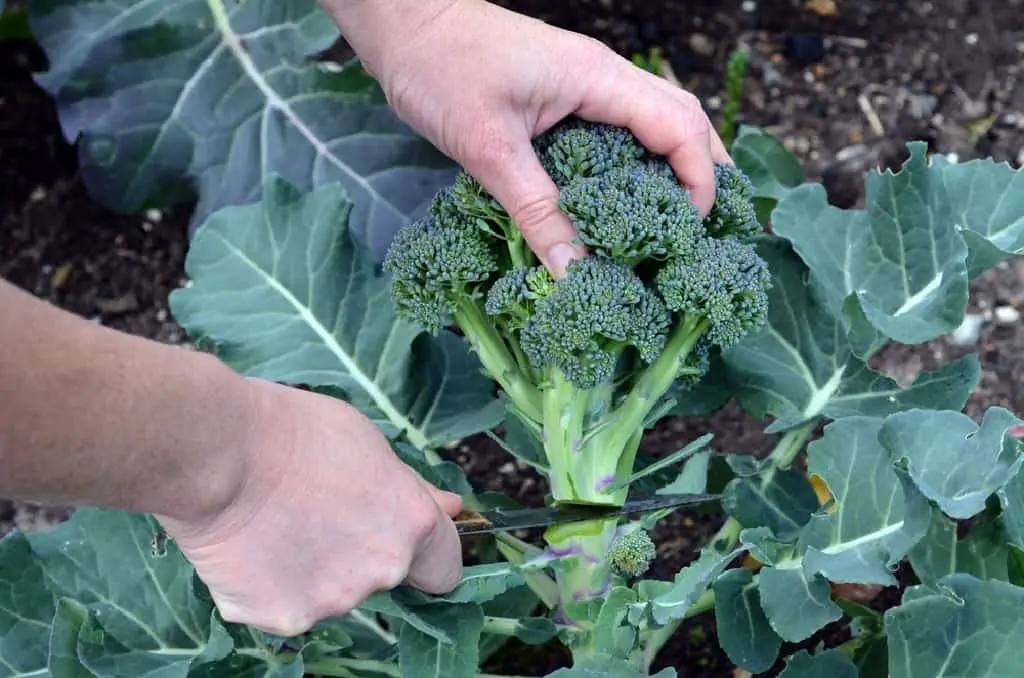 broccoli plant cut