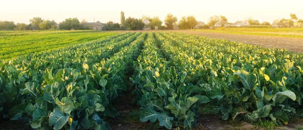 broccoli plant farming