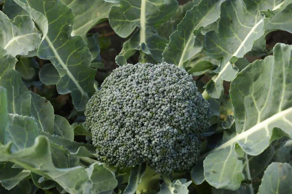 broccoli plant