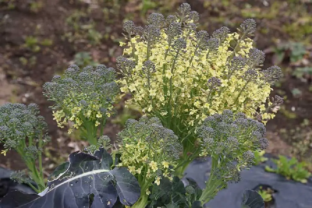 broccoli seeds