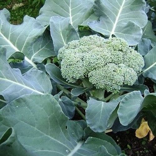 Where Does Broccoli Grow Naturally? Does Broccolli Grow in the Wild?