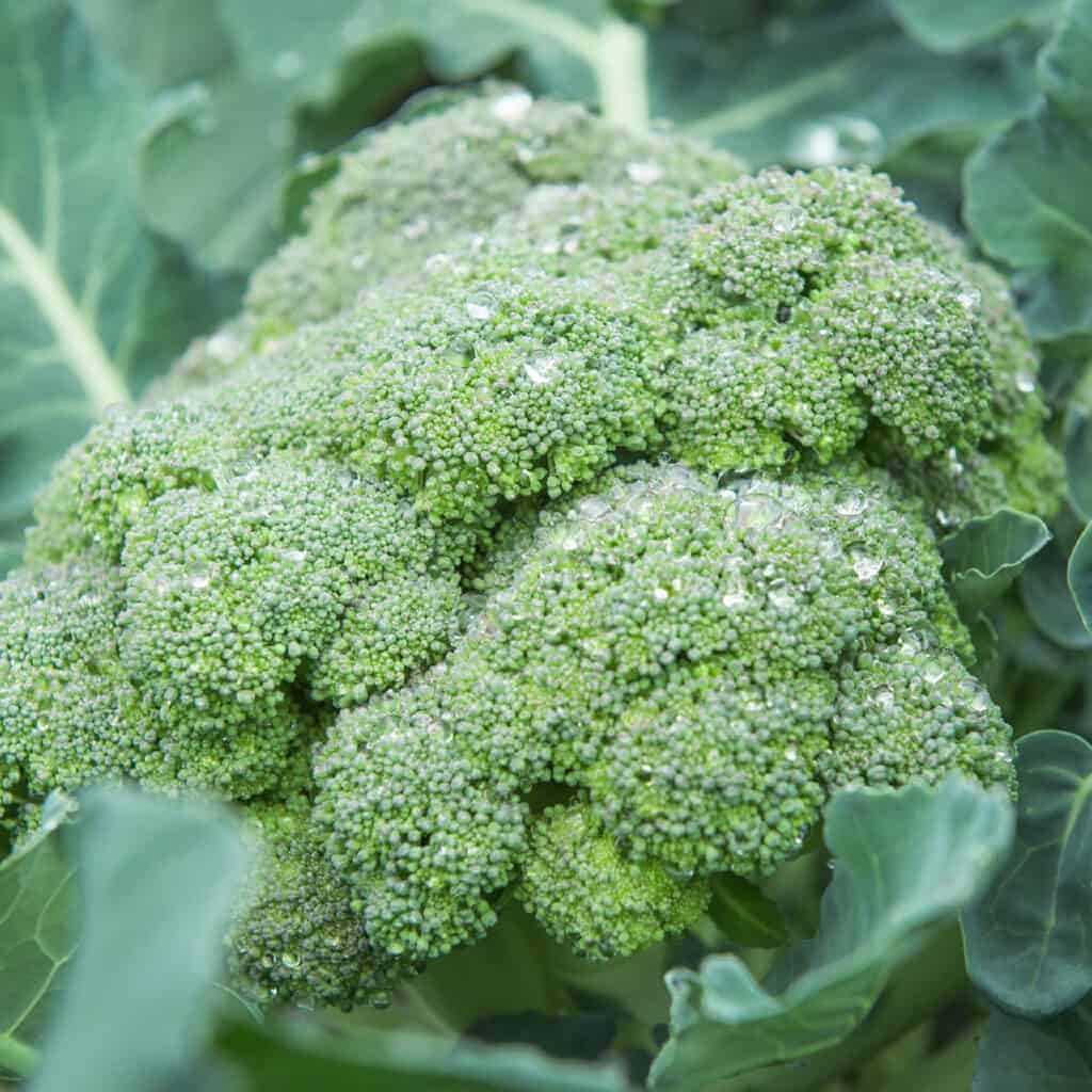 de cicco heirloom broccoli