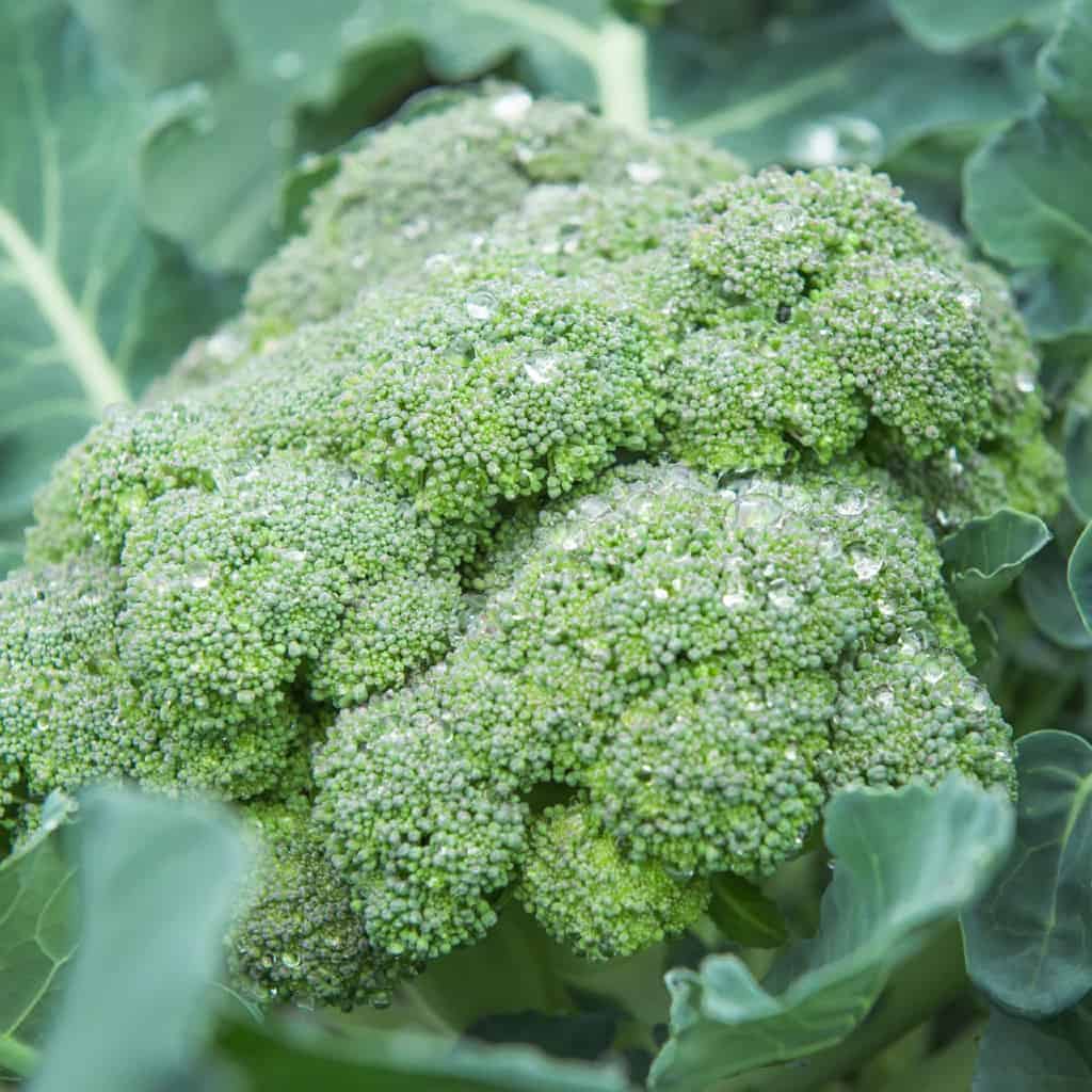 How Many Heads of Broccoli Per Plant? Maximizing Broccoli Harvest
