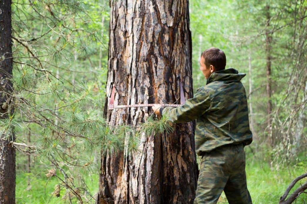 measuring tree diameter