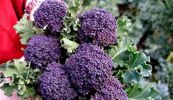 santee broccoli