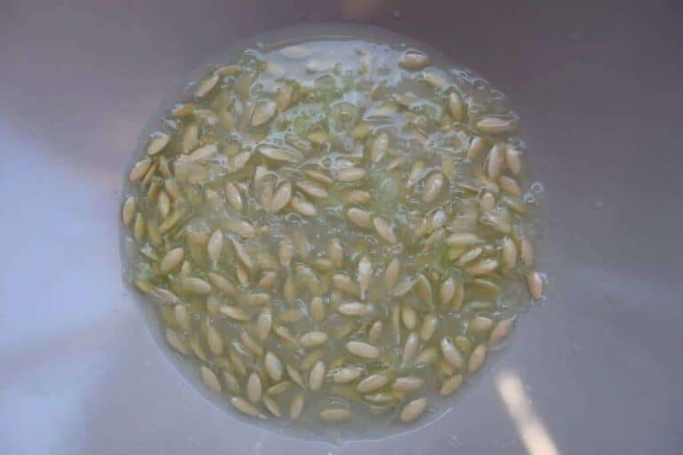Soaking Cucumber Seeds before Planting: Is It Really Necessary?