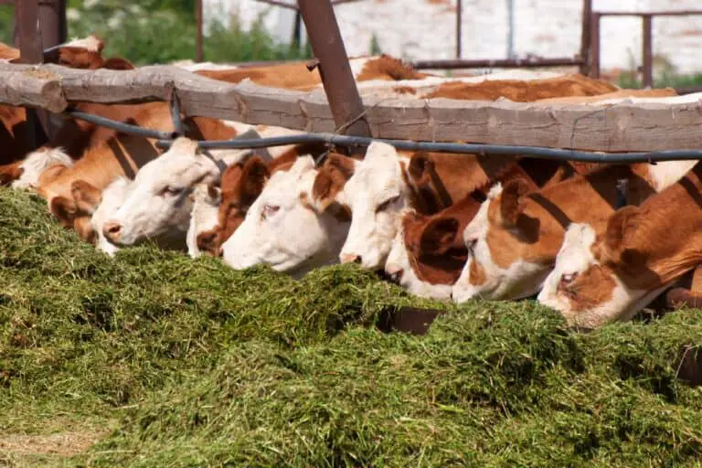 Why Is Triticale Hay the Perfect Feed Option for Beef Cows?